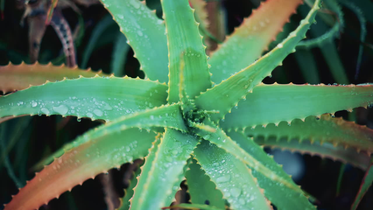 Close up of an aloe vera plant after rainfall, with fresh water droplets on the green leaves