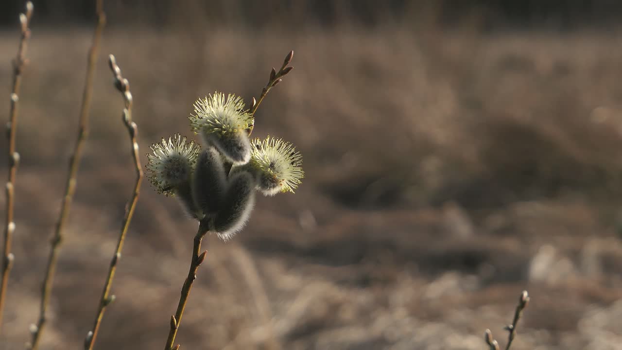 Single pussy willow branch beginning to grow in early spring, nature springtime detail