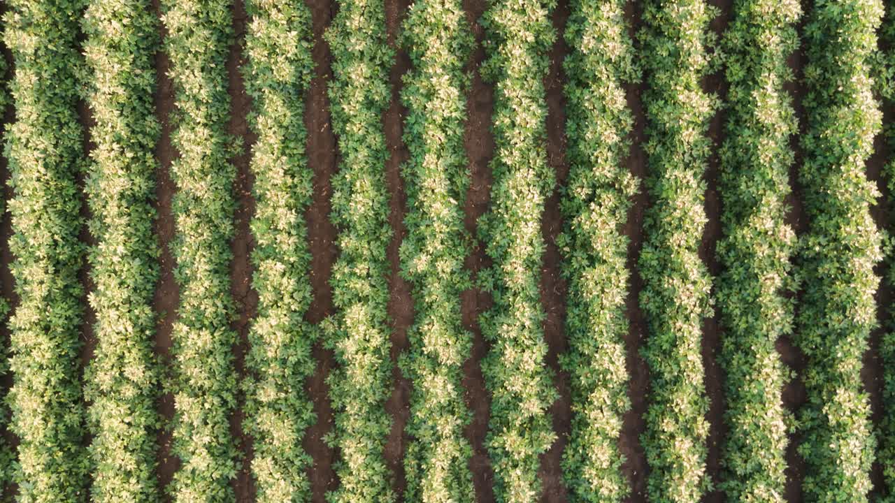 sobrevuelo de drones que muestra varios campos de cultivo