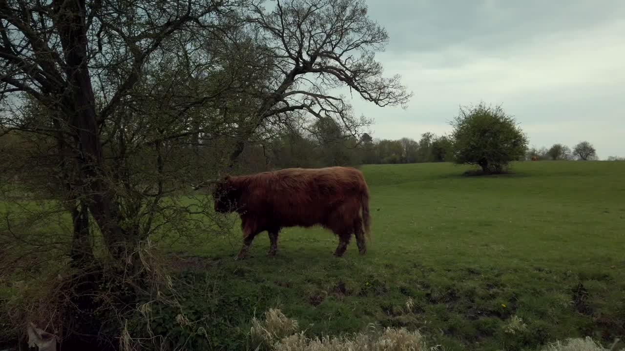 Un toro solitario in un campo