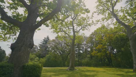 parque con grandes árboles durante el día