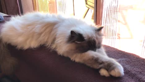 Lindo-Gato-Birmano-Blanco-Durmiendo-En-Un-Sofá-Con-Patas-Estiradas