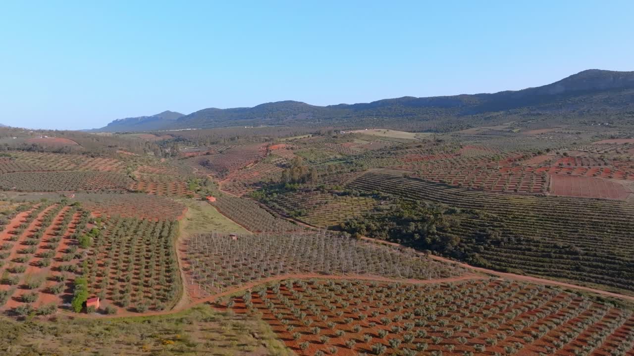 Flying over the dry countryside of Dehesa Extremena full of olive farms