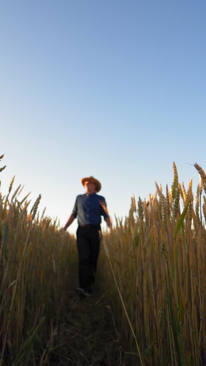 Ripe spikelets on field. Agronomist walking on the agricultural land. Farmer inspecting crop in summer. View from below. Vertical video
