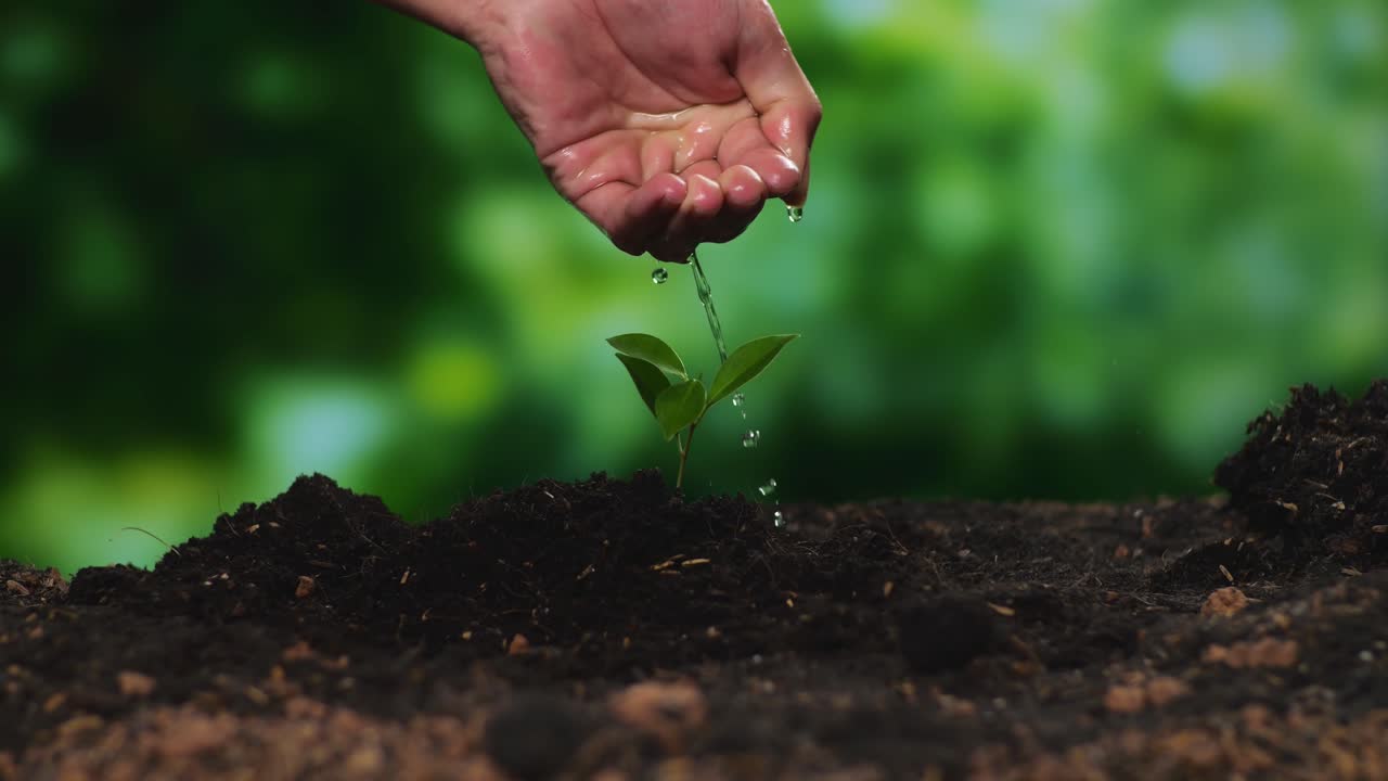 Close Up Of Farmer'S Hand Watering A Tree Sprout After Planting It With Black Dirt Mud In The Forest