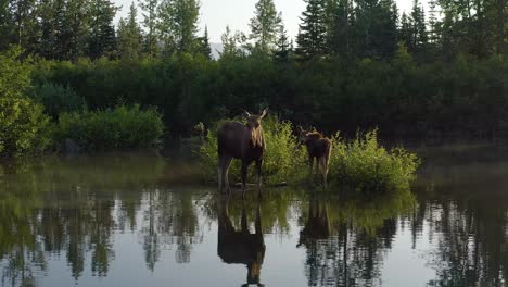 Drone-approach-towards-cow-and-calf-moose-in-beautiful-pond-in-British-Columbia,-Canada-during-sunrise