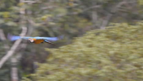 single flying blue and yellow macaw go across the rain forest of peru in the morning tracked , parrot flying in tropical jungle