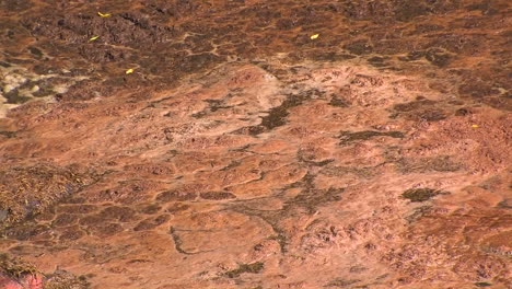 Mehrere-Nilpferde-Stehen-Zusammen-In-Trübem-Wasser