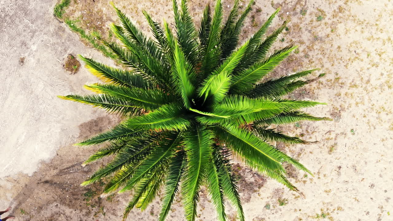 Aerial drone view of a palm tree in Greece. View from the top, rotating camera