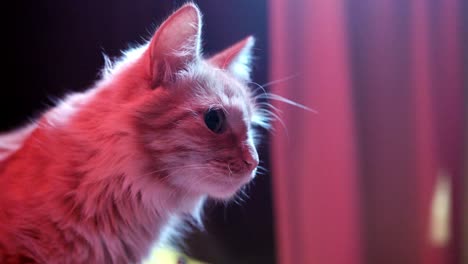 vista del perfil del gato naranja