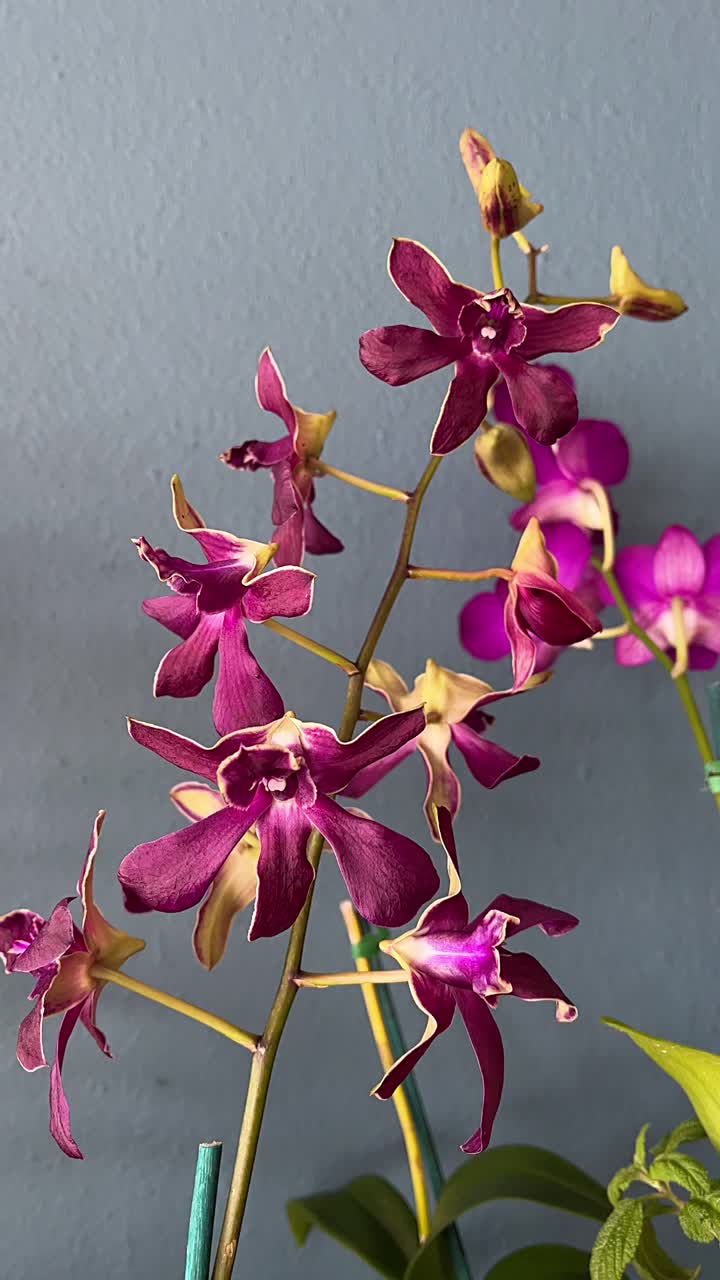 Close-up of a Purple Orchid