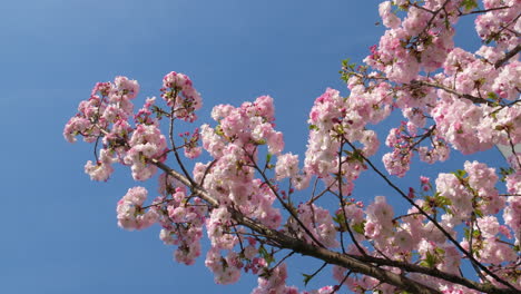 las delicadas flores de cerezo estallan en flor contra un cielo azul claro, anunciando la llegada de la primavera