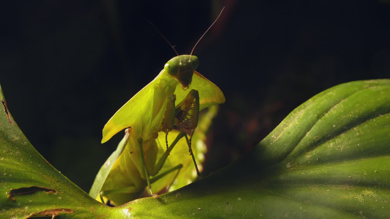 Close view of a cobra mantis on a leaf, highlighting its fascinating features in Peru’s Amazon.
