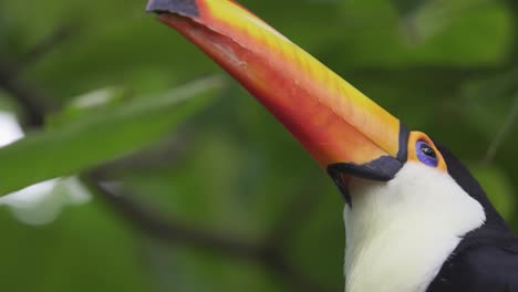 primer plano extremo de un tucán común rodeado de hojas verdes de la selva