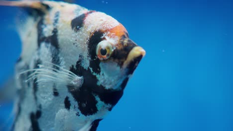 Close-up-of-a-colorful-angelfish-swimming-in-blue-water,-displaying-its-unique-patterns-and-fins