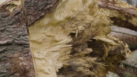 Close-up-on-broken-and-splintered-tree-trunk-with-chainsaw-markings-on-the-bark