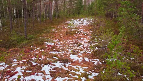 Snowy-Path-in-the-Middle-of-the-Forest