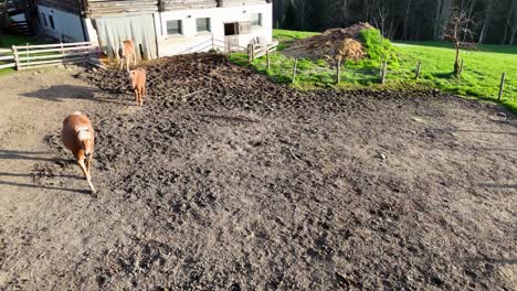 horses running in the farm in austria, hallstatt