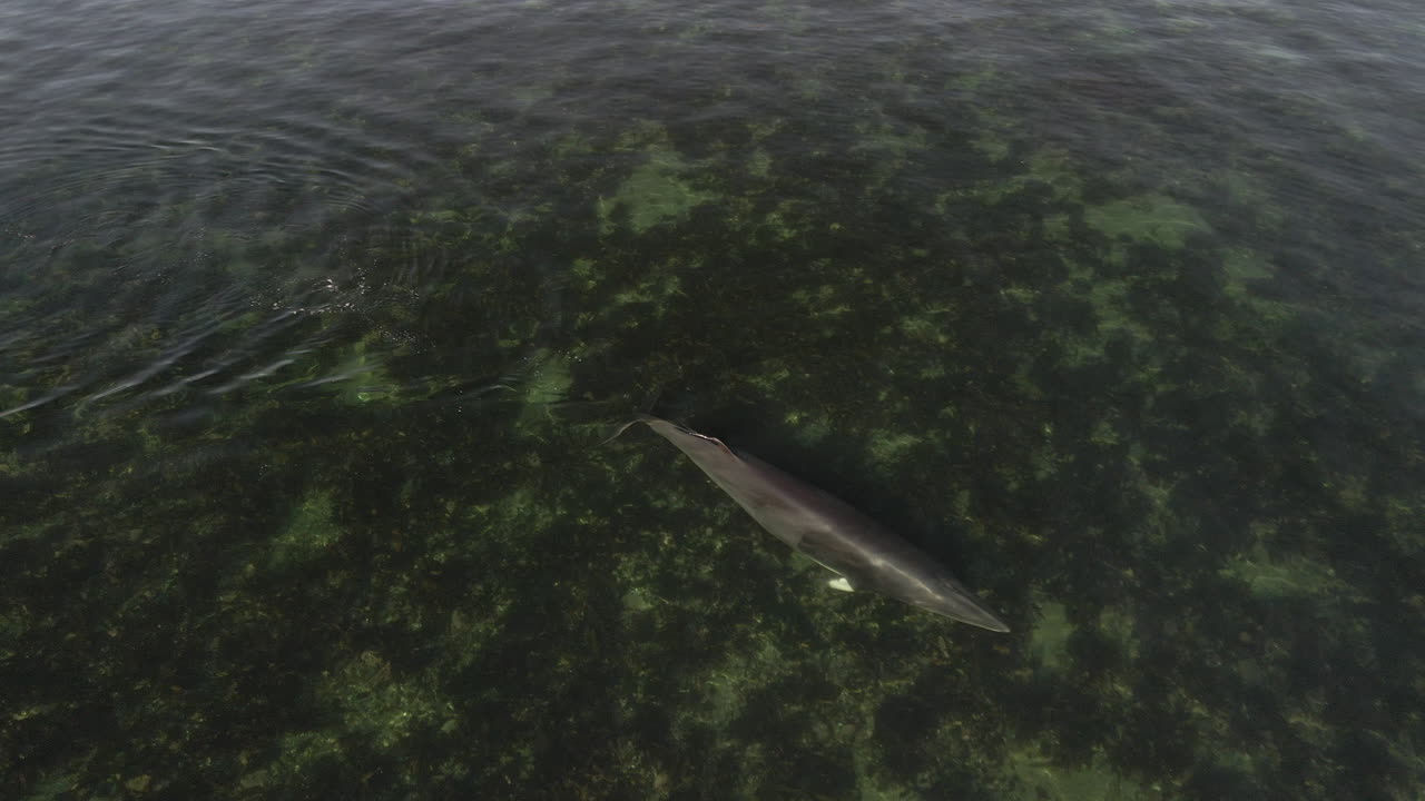 동부 퀘벡의 얕은 물에서 수영하는 밍크 고래