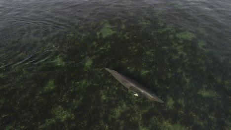 ballena minke nadando en aguas poco profundas en el este de quebec