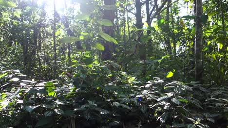 green-lush-foliage-reflected-by-sunlight-in-the-tropical-atlantic-forest