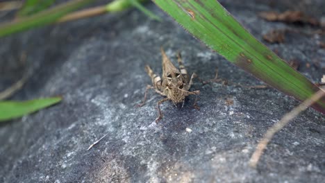 dissosteira carolina, carolina grasshopper, carolina locust, brown-winged grasshopper, road-duster jumps and creeps on stone at sunset, macro wildlife - front view