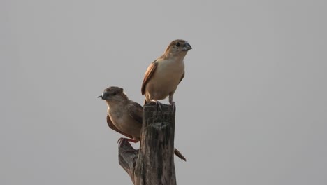 Field-sparrows-chilling---pond---area