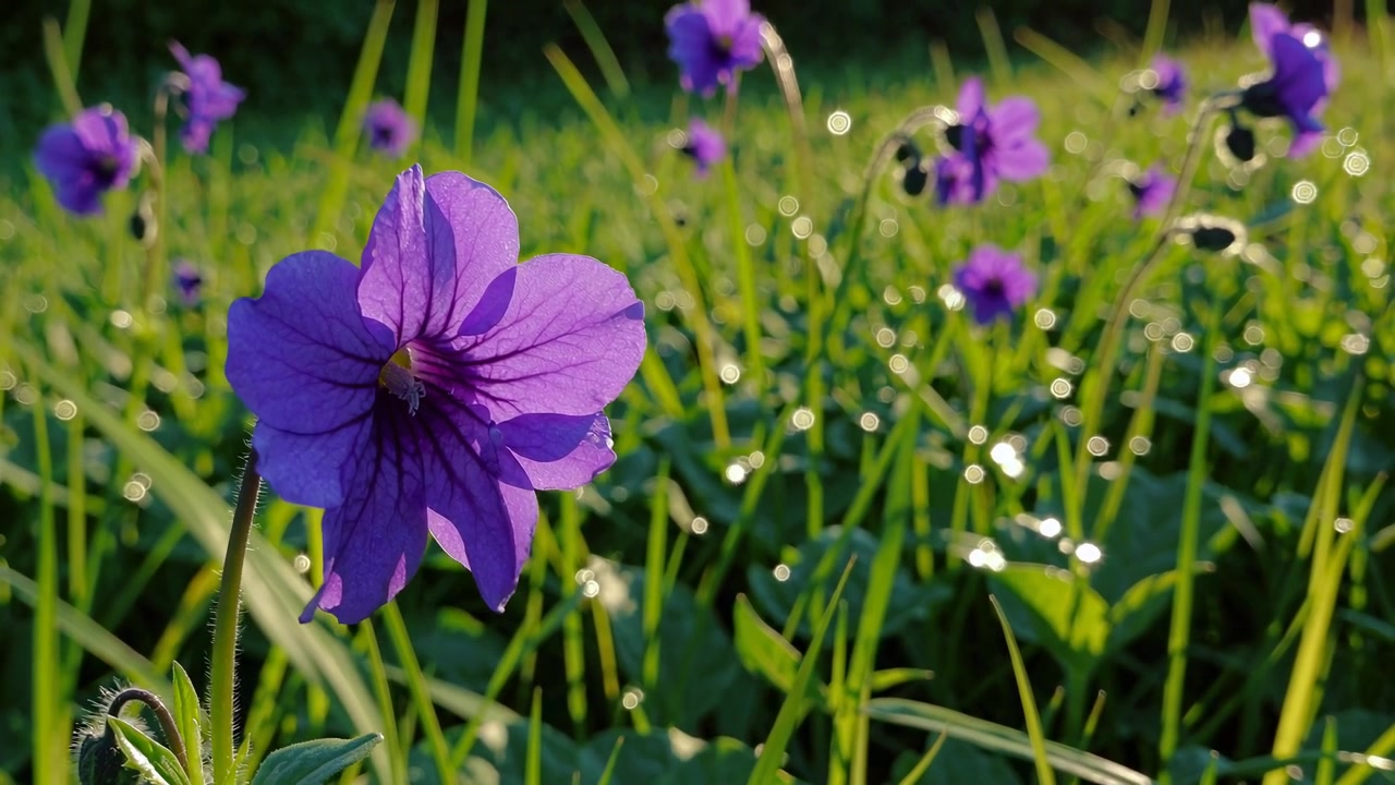 Fiori selvatici viola in fiore in un prato soleggiato.