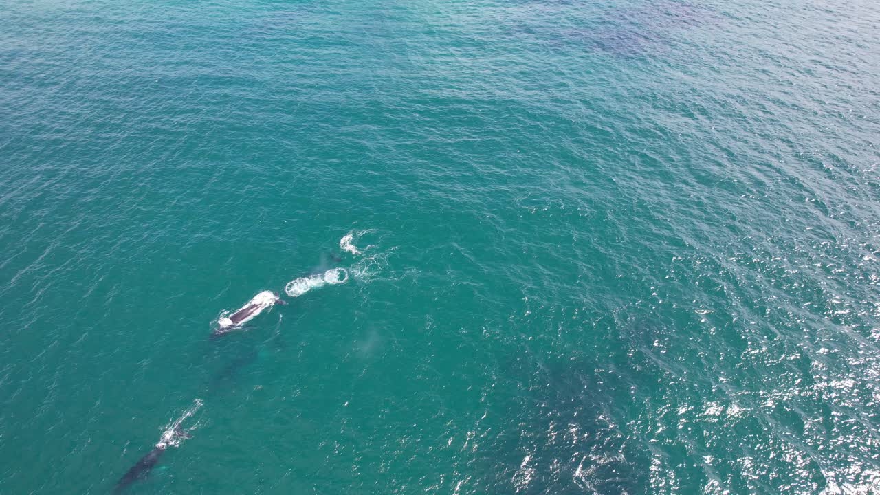 Humpback Whales Swimming In The Sea Near The Cabarita Beach Headland In Summer