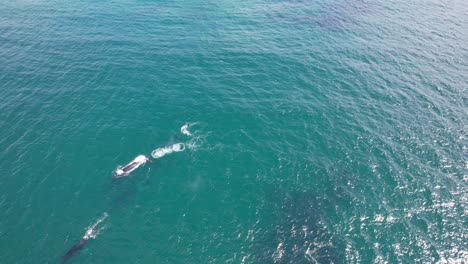 Ballenas-Jorobadas-Nadando-En-El-Mar-Cerca-Del-Promontorio-De-La-Playa-De-Cabarita-En-Verano.