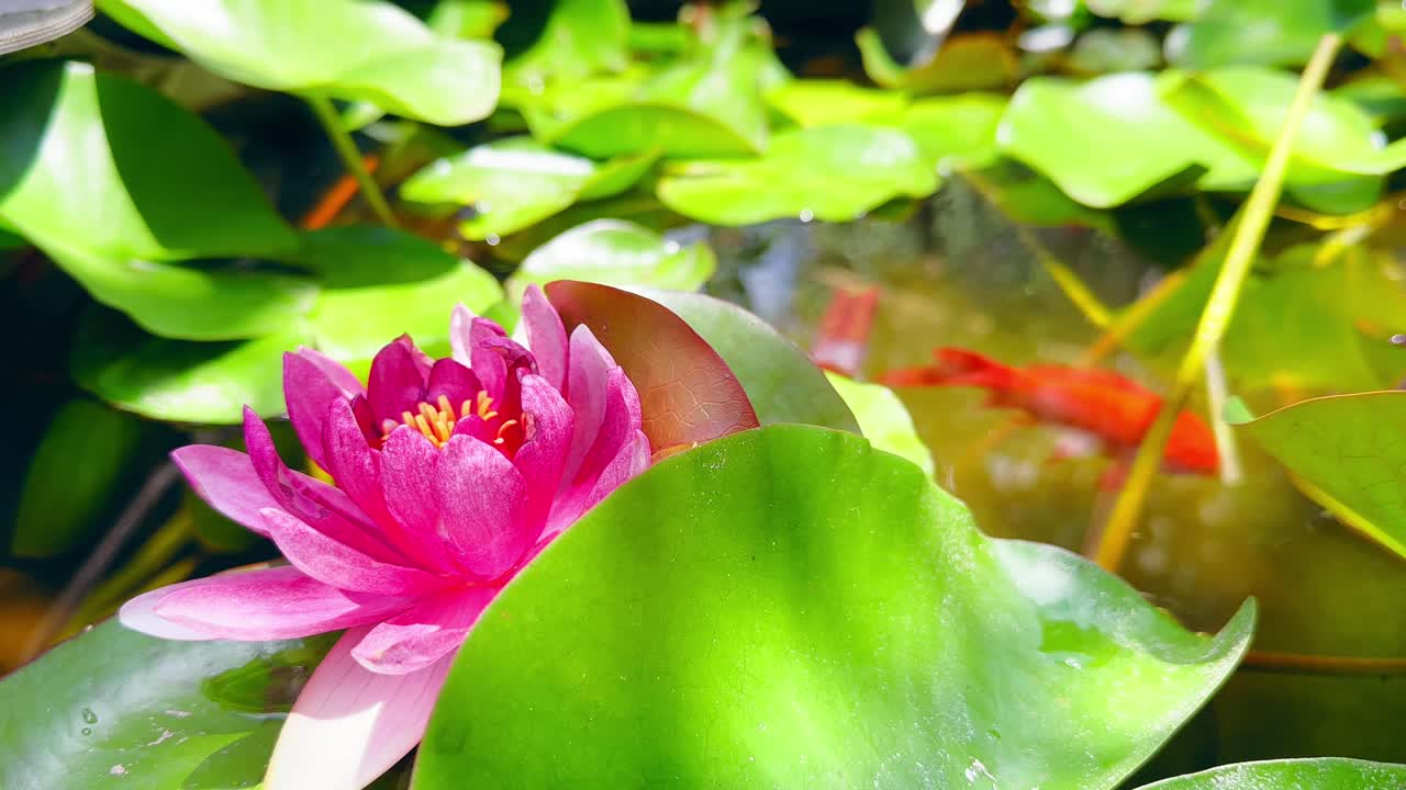 작은 잉어 물고기가 수영하는 잔잔한 연못에 분홍 연꽃