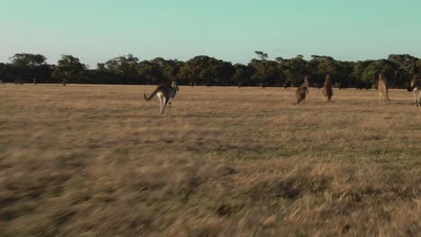 Grupo-Aéreo-De-4k-De-Canguros-Corriendo-En-Drones-De-Campo-Siguiéndolos