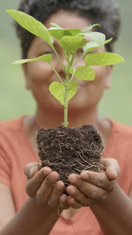 a young pepper plant is lifted by the gardener and looked at, vertical