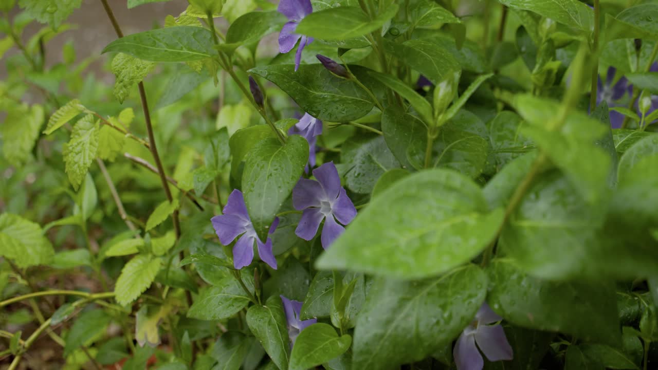 Blue loach flower after the rain, drops on its green leaves