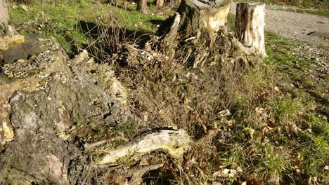 many huge stumps in a line on a green meadow
