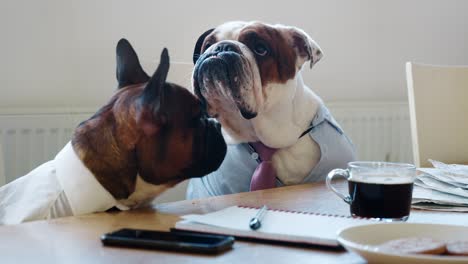 close up of two dogs at a meeting in a business meeting room