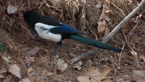 one magpie is looking for food hidden by tree squirrel under fallen leaves in a park