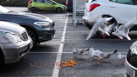 Gaviotas-Hurgando-En-La-Basura-De-Comida-En-Un-Aparcamiento-De-Londres