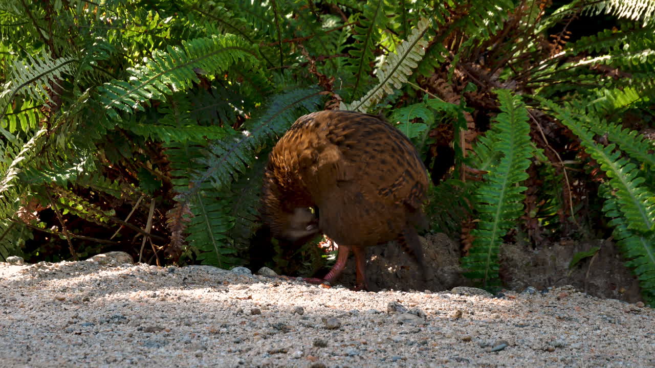 pájaro weka en la jungla limpiándose al aire libre durante la luz del sol en la mañana