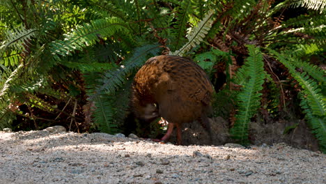 Pájaro-Weka-En-La-Jungla-Limpiándose-Al-Aire-Libre-Durante-La-Luz-Del-Sol-En-La-Mañana