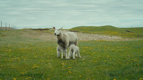 Static-shot-of-a-sheep-allowing-her-lambs-to-suckle-to-get-fresh-milk