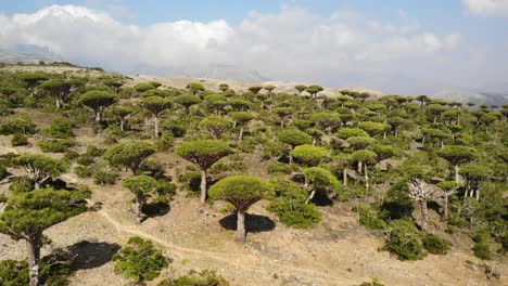 vista aérea del paisaje árido de la isla de socotra en yemen salpicado de árboles de sangre de dragón