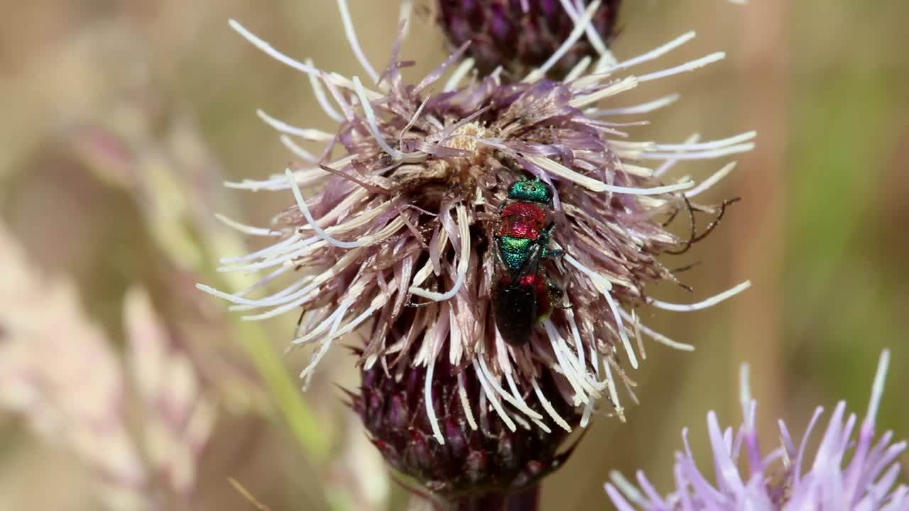 una avispa de cola rubí en una flor de cardo