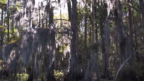 a pov shot traveling through a swamp in the everglades showing spanish moss 2