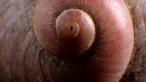 snails macro shot