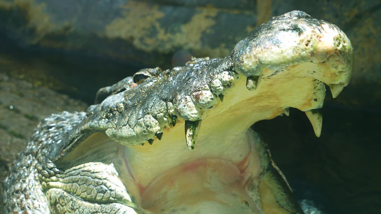 Close up shot of a Saltwater crocodile (Crocodylus porosus) basking in the sun with mouth wide open to to regulate the body temperature in the enclosure