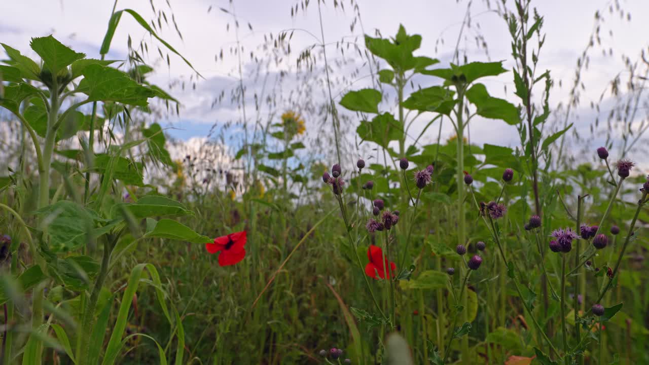 vista en perspectiva baja y un campo con plantas de amapola rojas y un girasol borroso frente a un cielo nublado, mientras una abeja vuela de flor en flor