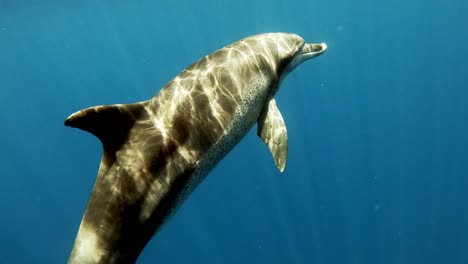 Großer-Tümmler,-Der-Zur-Oberfläche-Schwimmt-Und-Bei-Hellem-Sonnenlicht-Unter-Den-Tiefblauen-Ozean-Zurücktaucht