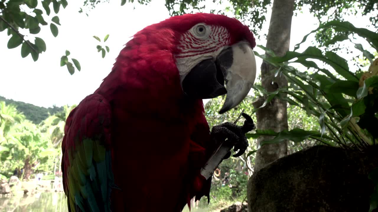 el loro se sienta en el fondo de un parque tropical