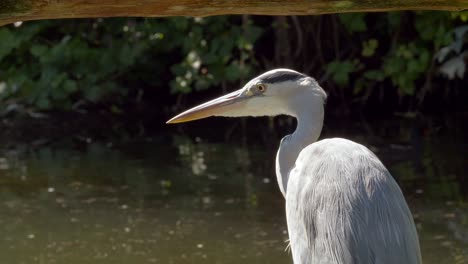 Head-with-beak-of-gray-heron-enjoying-sunlight-on-pond
